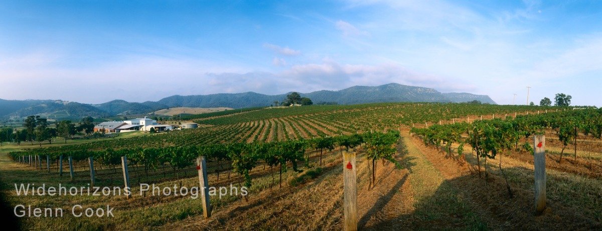 Brocken Back Vines