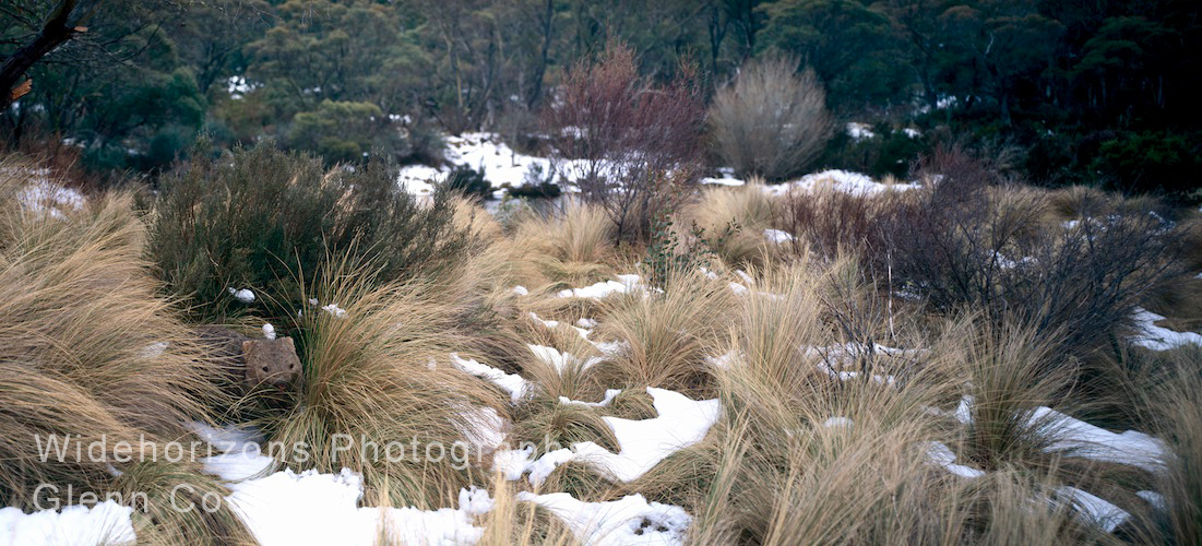 Wombat Grass  OE9098-1618