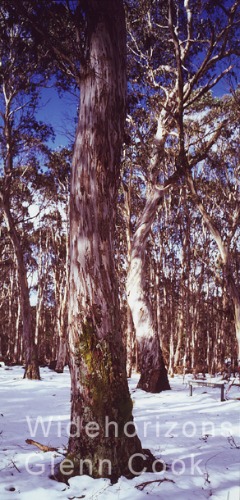 Snowgums    b13-12345