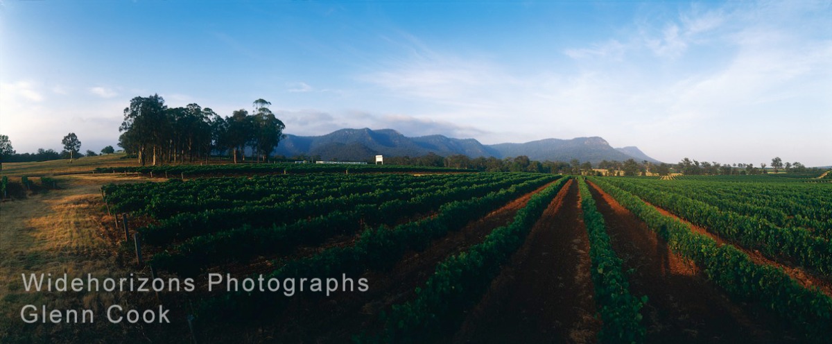 The Vineyards Ve 567