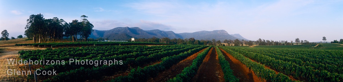 Vineyards  LS2-810
